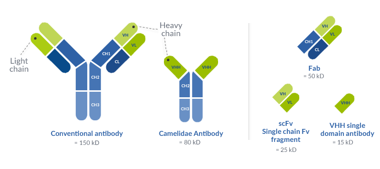 Conventional antibody VS Camelidae antibody : Camelidae antibody doesn't have light chain and have on its heavy chain VHH single domain antibody
