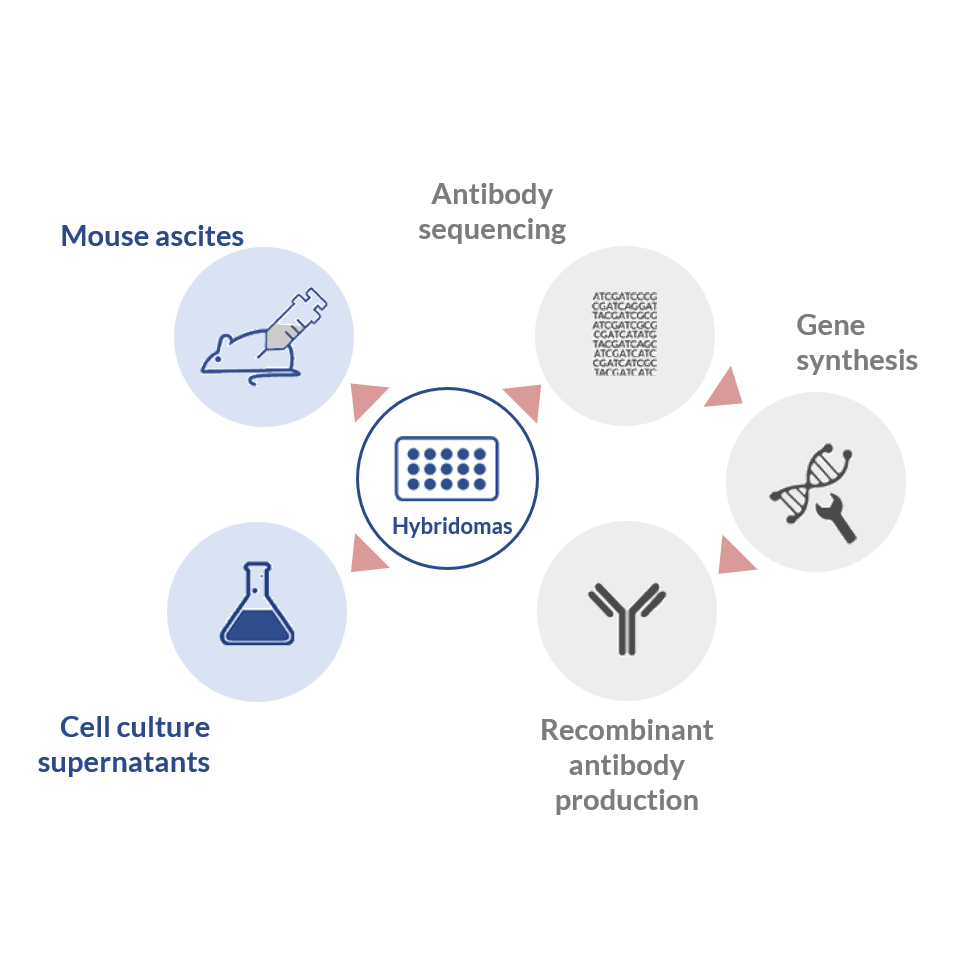 Tips to choose the best monoclonal antibody production process for your ...