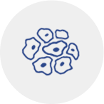 Secured hybridoma cell line