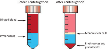 Lymphoprep™ (cat# 1116507) - Buy Lymphoprep™ at the best price