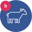 Sheep and goat hosts for polyclonal antibody production