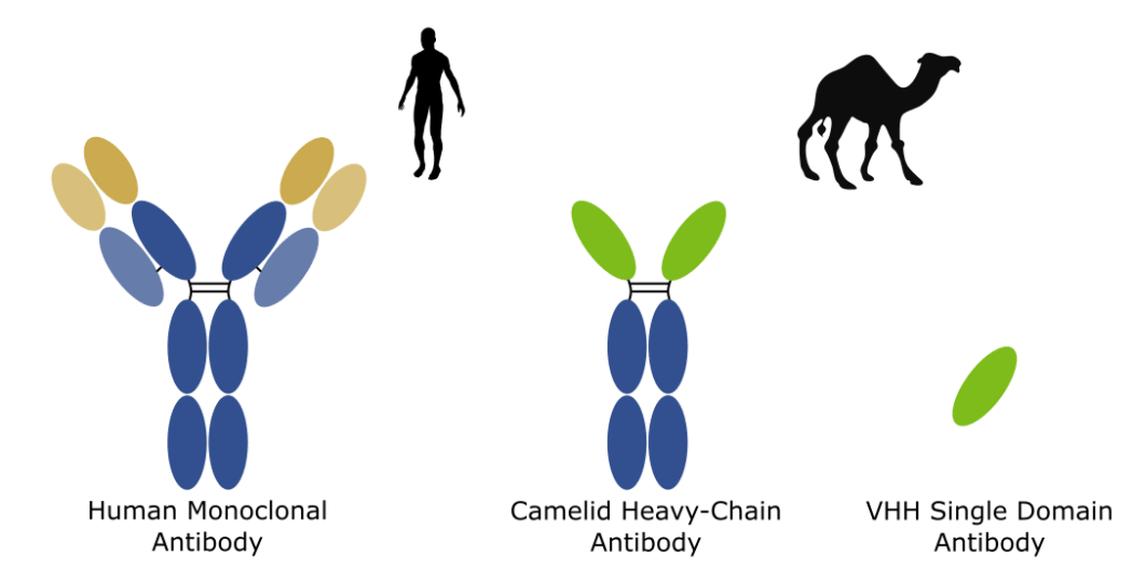 Human versus VHH antibodies