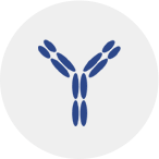 Emphasis on monoclonal antibody developability