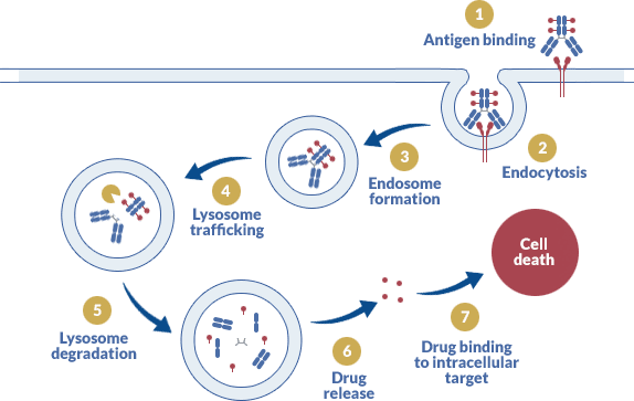 Antibody-drug conjugate (ADC) development - ProteoGenix