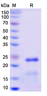 SDS-PAGE for Human VEGF Recombinant Protein