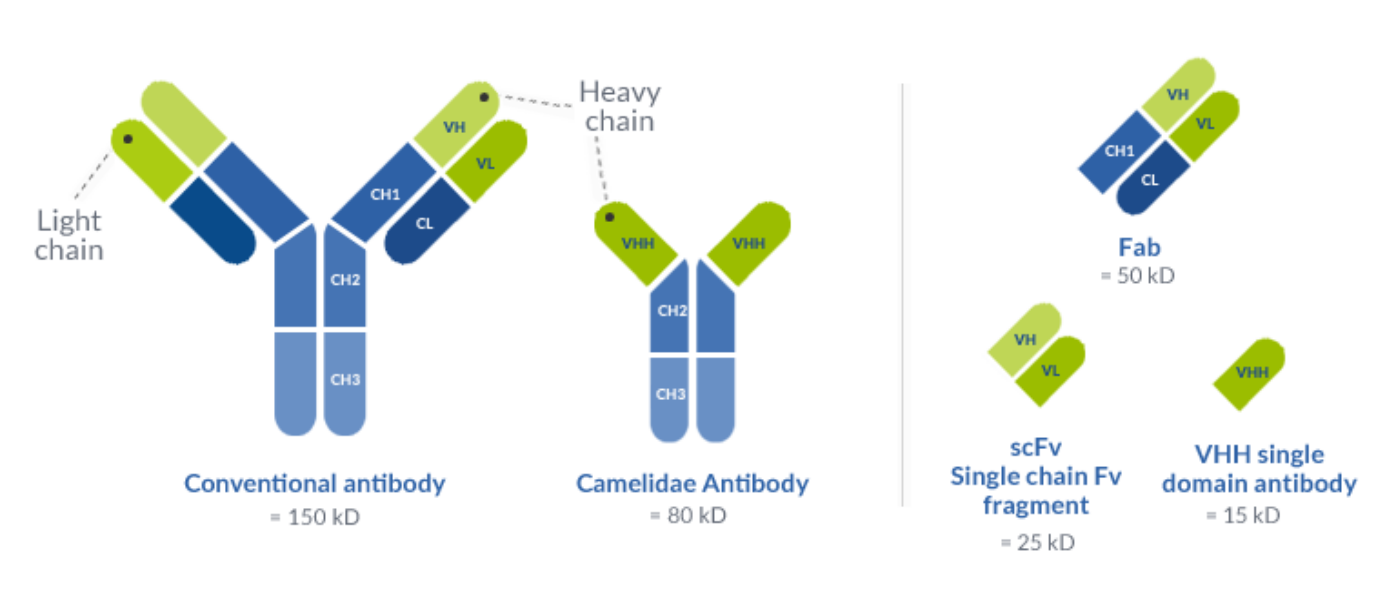 Conventional antibody VS Camelidae antibody : Camelidae antibody doesn't have light chain and have on its heavy chain VHH single domain antibody