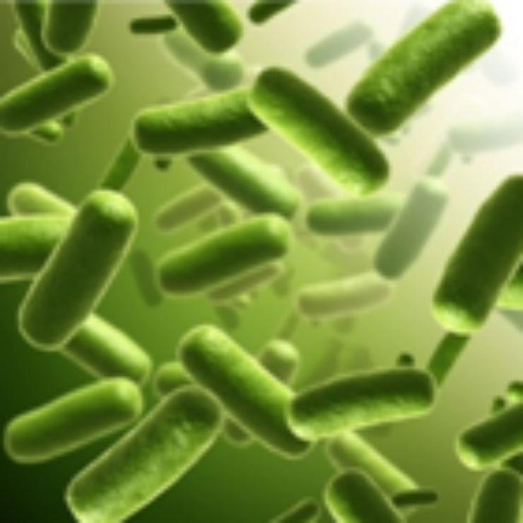 Protein production in E. coli