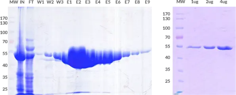 Recombinant protein purification test