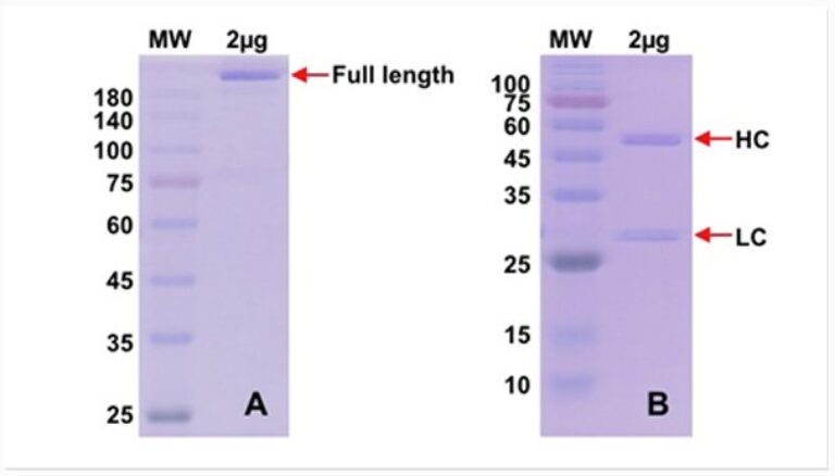 Recombinant antibody production QC