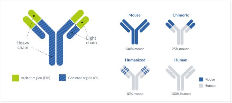 Monoclonal antibody humanization
