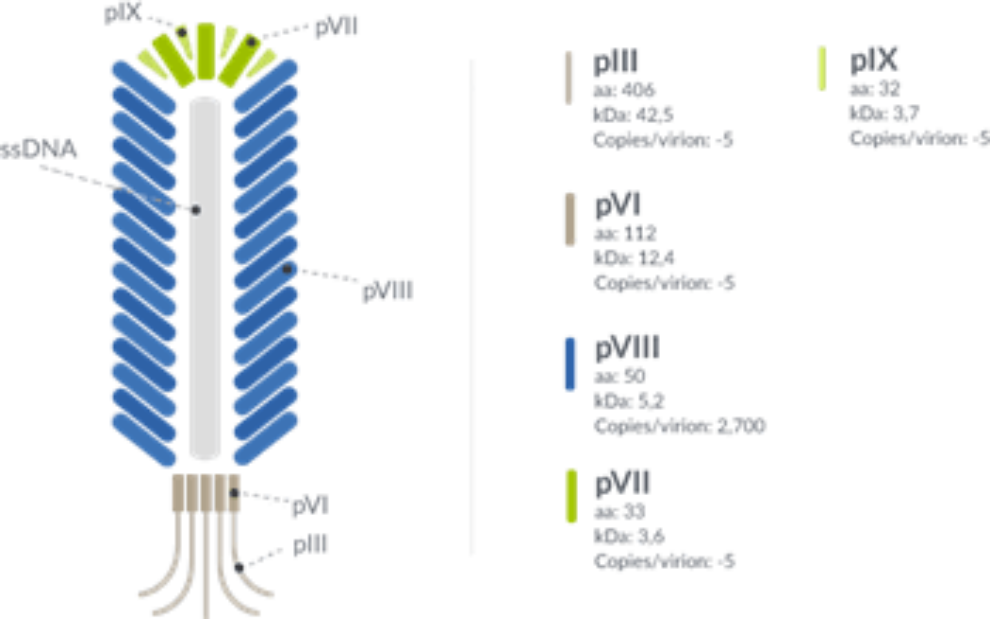 Antibody Phage Display Services From 12000 9881