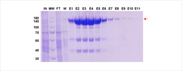 mammalian expression purification