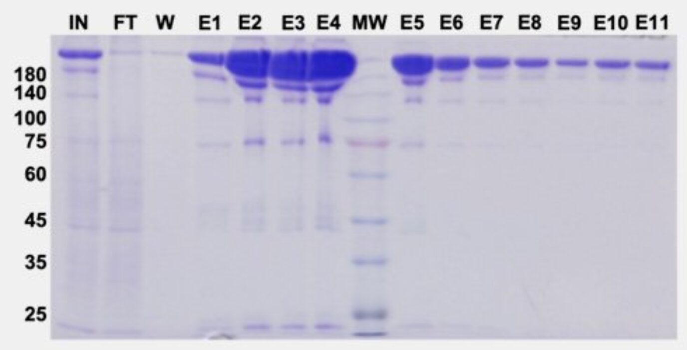 recombinant protein expression purification