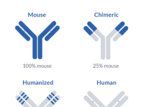 Why you should consider developing a humanized antibody for therapeutic applications