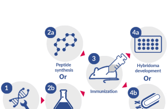 In vivo vs. in vitro techniques for custom antibody generation