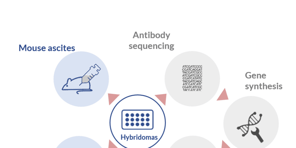 Tips to choose the best monoclonal antibody production process for your project