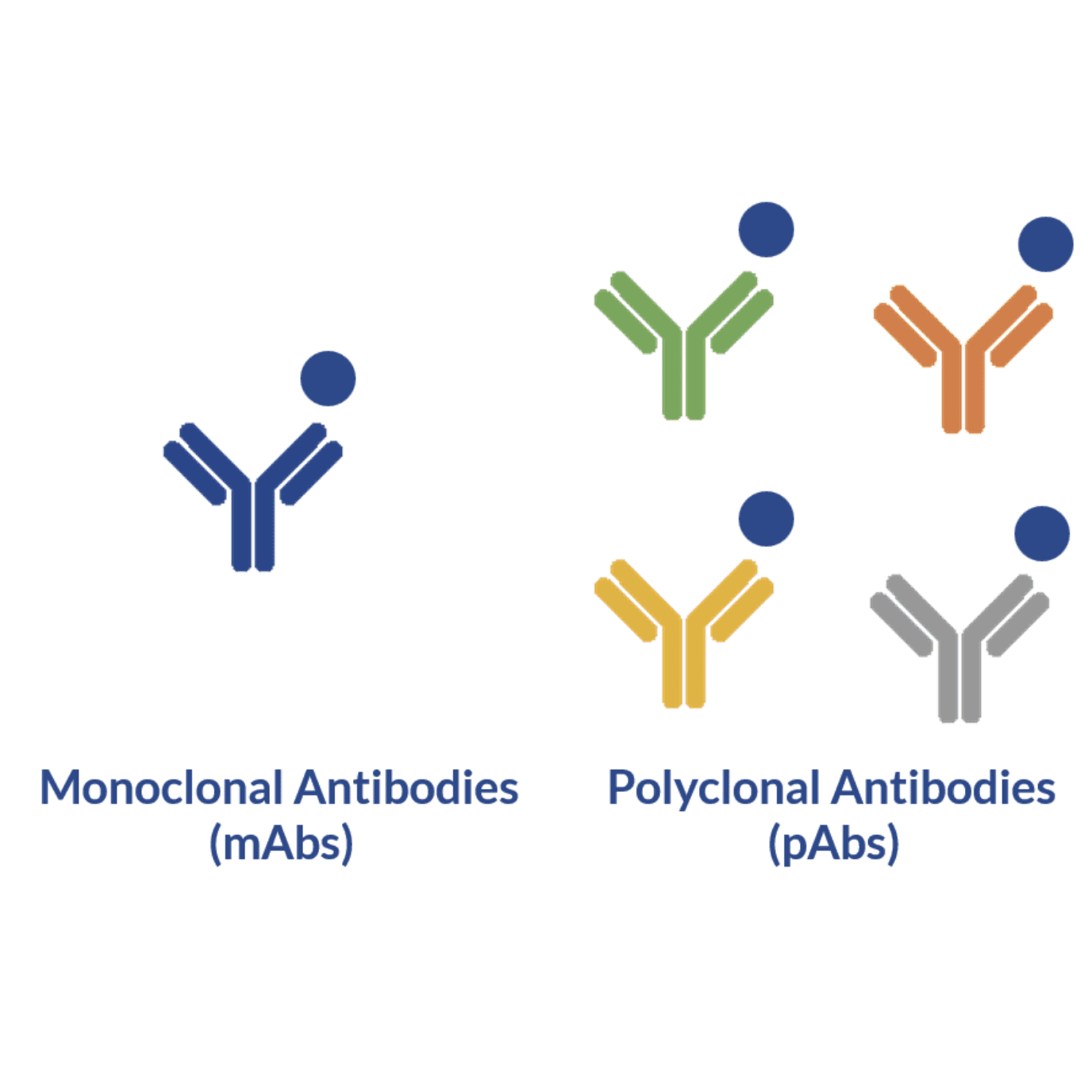 Monoclonal and polyclonal antibodies