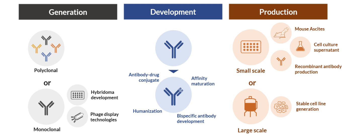 Antibody generation, development and production