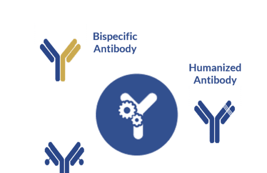 How antibody development can enhance the functionality of monoclonal antibodies for therapeutic applications