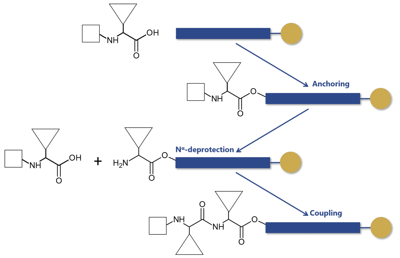 Solid-phase peptide synthesis steps