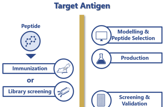 When you should choose to develop a peptide antibody for your project
