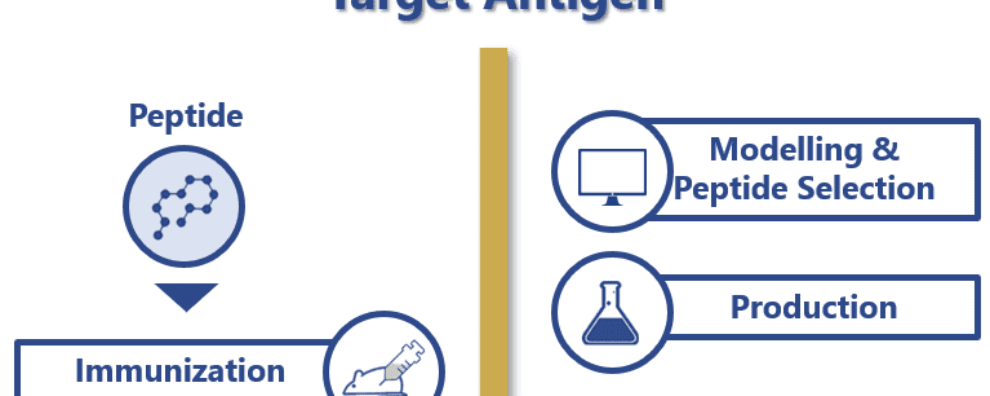 When you should choose to develop a peptide antibody for your project