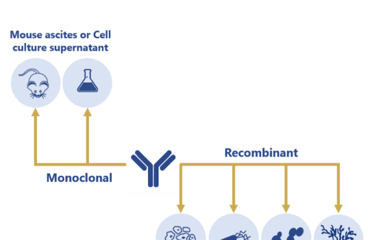 Essential steps for the successful manufacturing of therapeutic antibodies