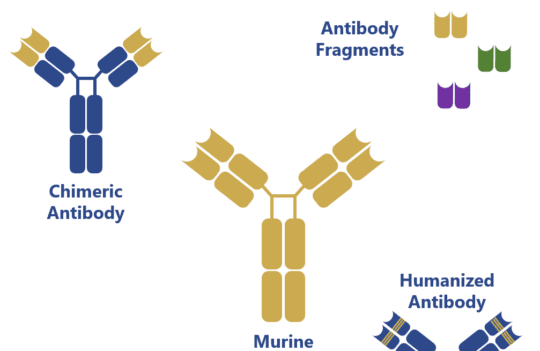 Are murine monoclonal antibodies still relevant for modern medicine?