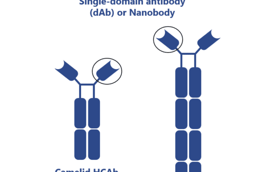 How camelid heavy-chain antibodies intensified the development of antibody engineering techniques