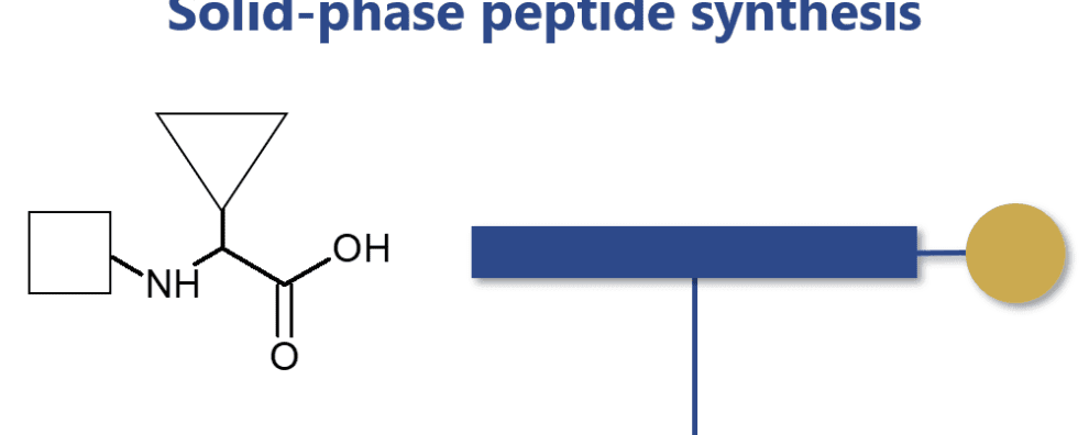 How the discovery and consolidation of solid-phase peptide synthesis continue to boost the development of therapeutic peptides