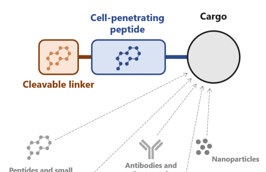 Can cell-penetrating peptides solve one of the central challenges of modern medicine?