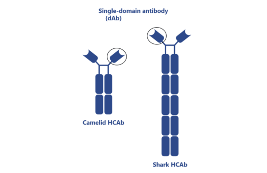 How camelid heavy-chain antibodies intensified the development of antibody engineering techniques