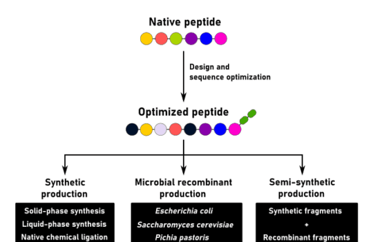 Challenges in chemical and recombinant peptide production processes