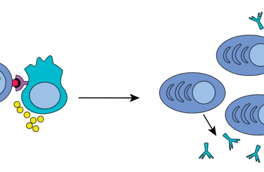 What stimulates antibody generation and how to leverage it for the design of effective immunization strategies