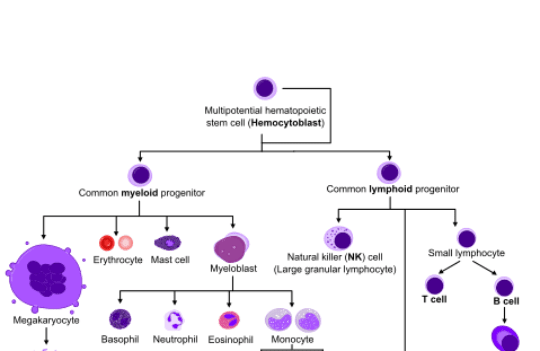 How activation mechanisms influence antibody production by B cells in the human organism?