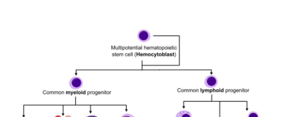 How activation mechanisms influence antibody production by B cells in the human organism?