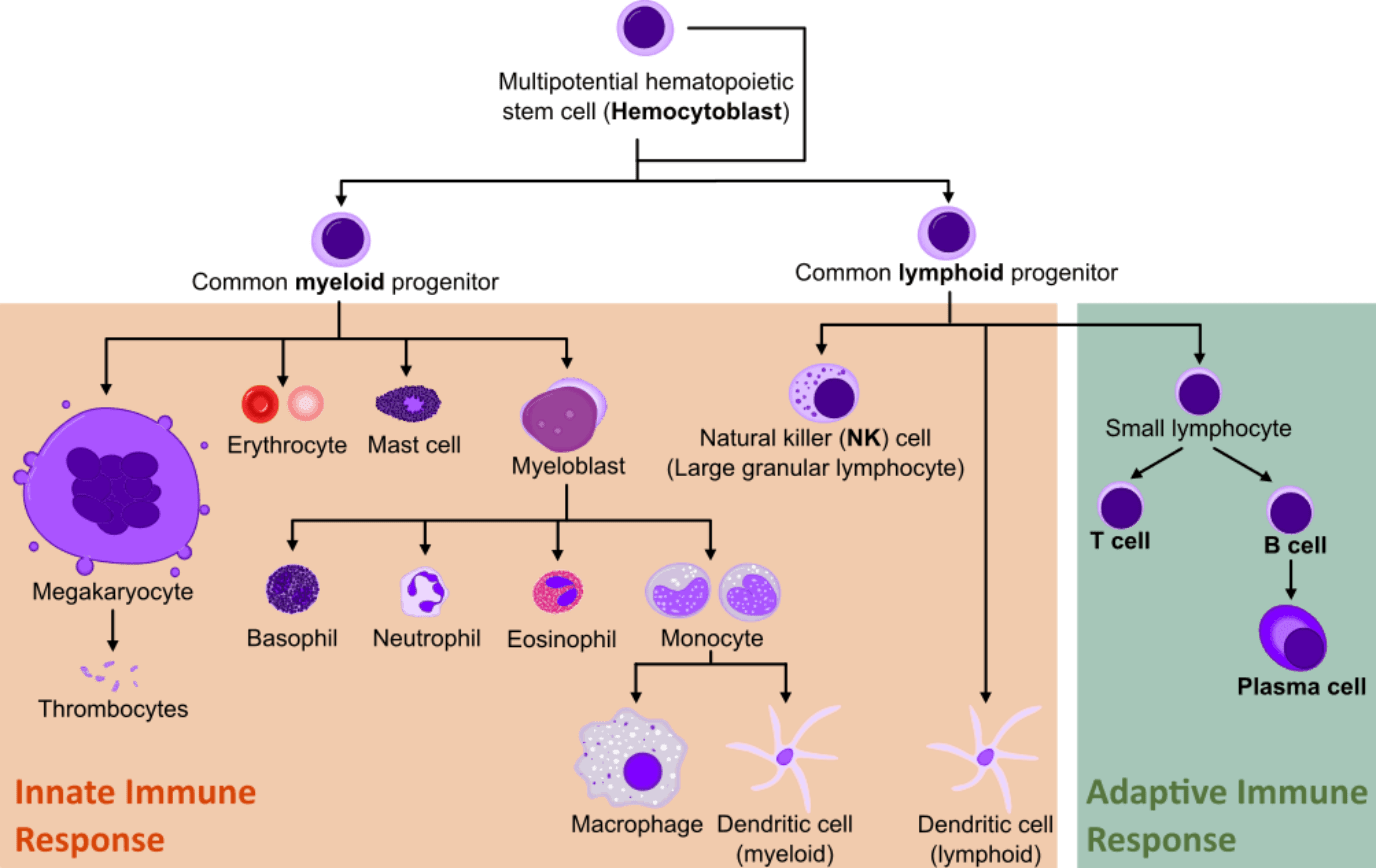 Hematopoiesis adaptive and immune