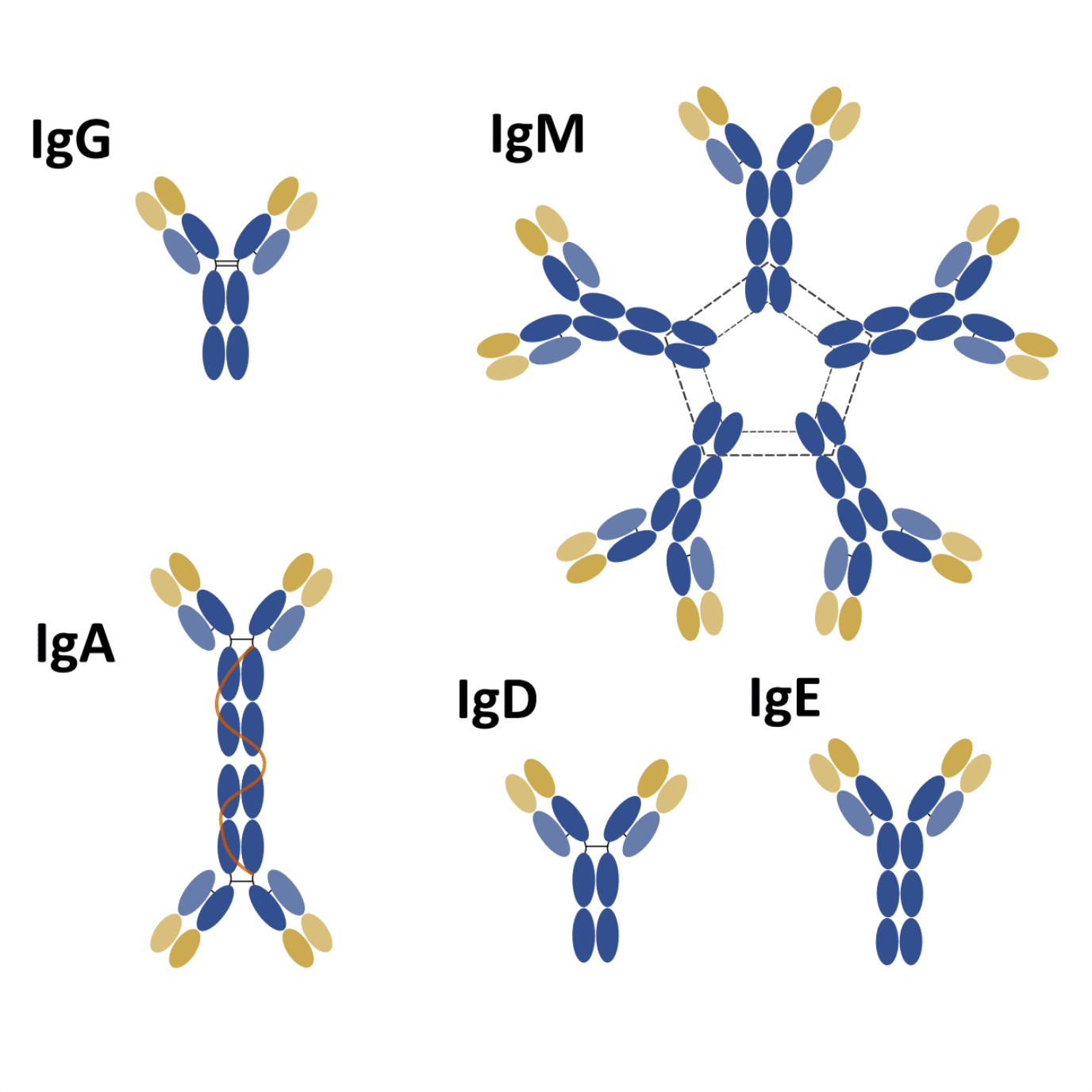 Types of antibodies