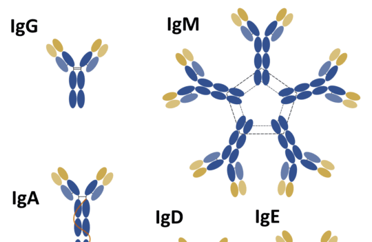 Everything you need to know about the structure and types of antibodies in the forefront of the immune response