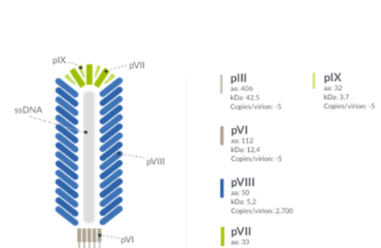 Why phage display for monoclonal antibody production remains an unrivaled technology