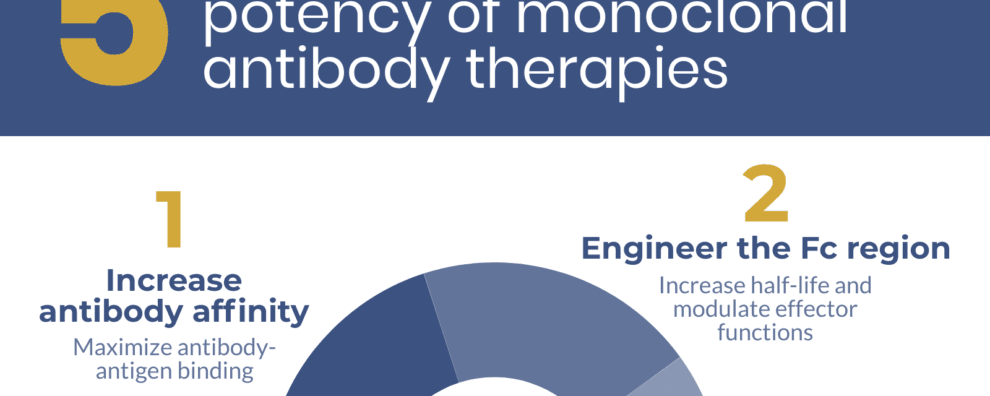 5 strategies to skyrocket the potency of monoclonal antibody therapy