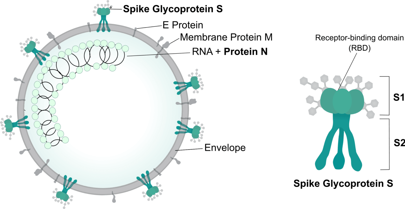 Coronavirus_virion_structure