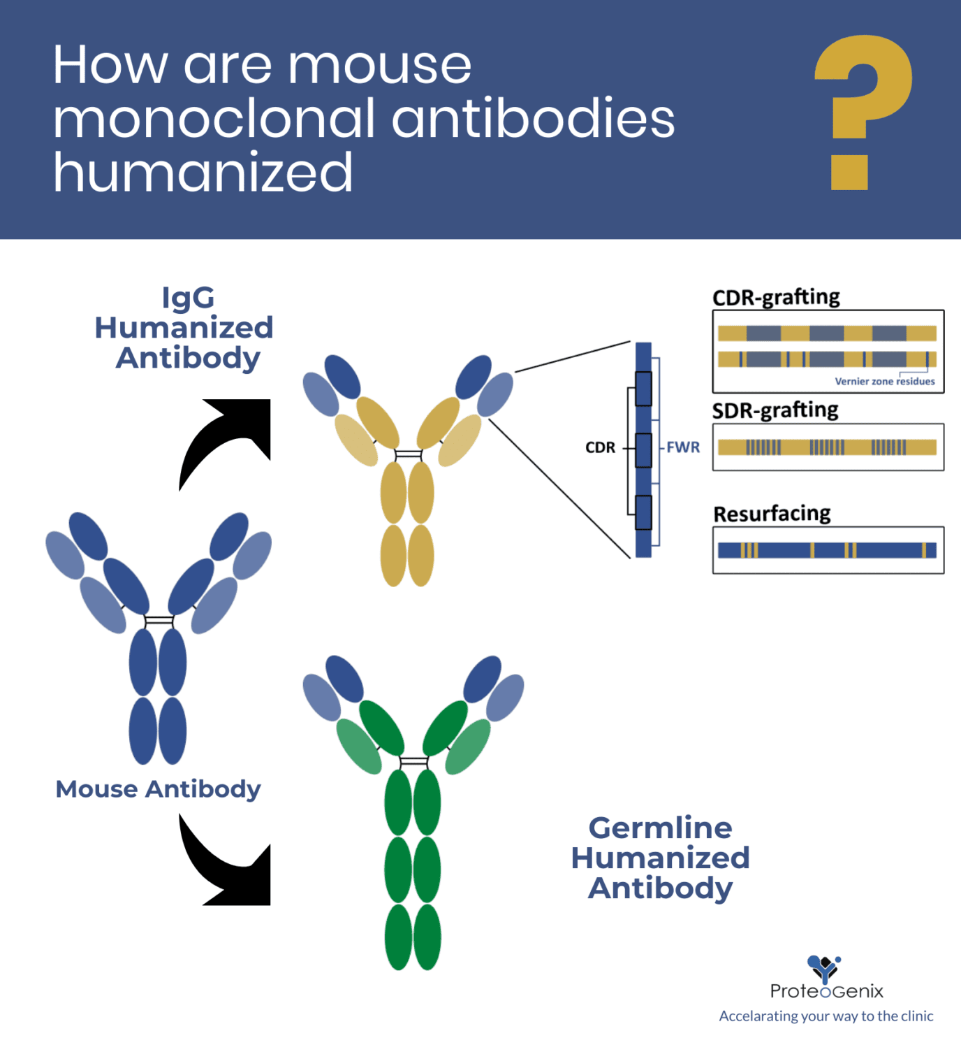 How are mouse monoclonal antibodies humanized