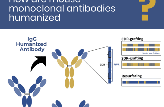 How are mouse monoclonal antibodies humanized: current approaches and limitations