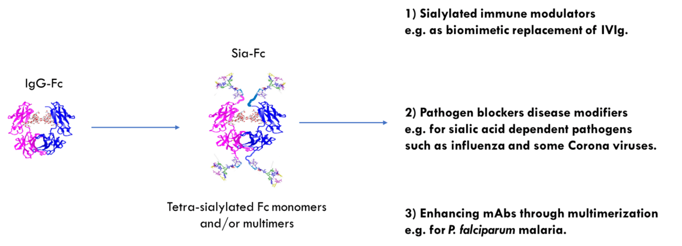 Therapeutic options for the glycan modified IgG-Fc