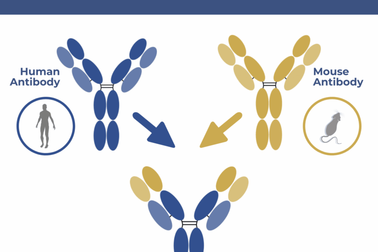 What are chimeric antibodies