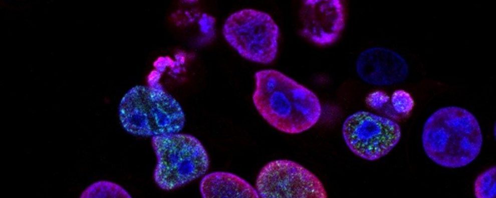 How will monoclonal antibody production by hybridoma technology evolve in the coming decades