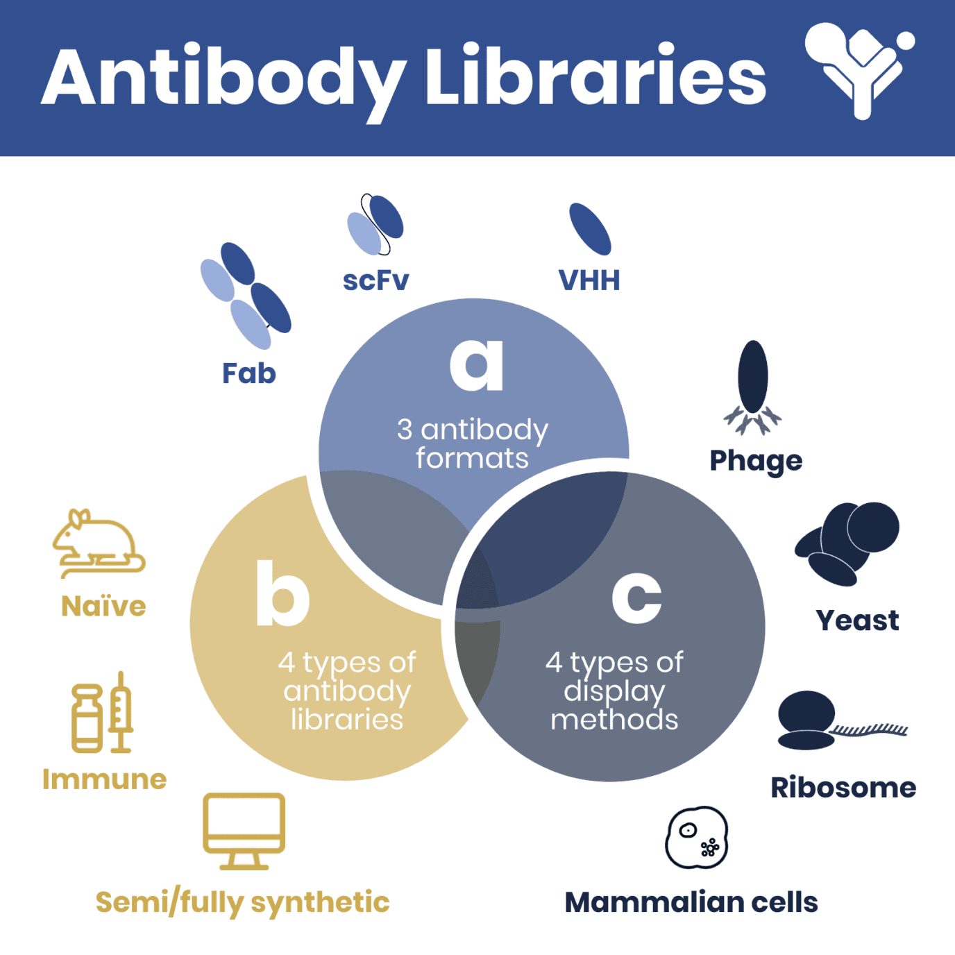 Antibody library generation