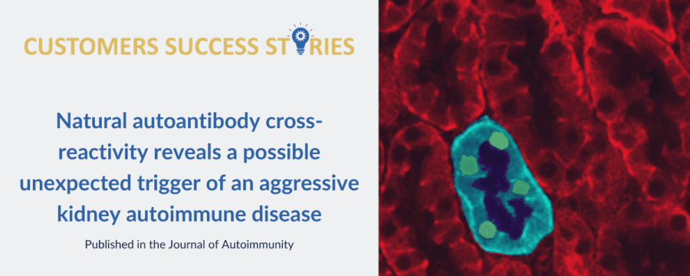 A cross-reactive antibody unravels the unexpected trigger of an aggressive autoimmune disease