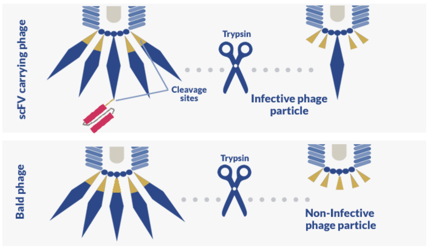 Trypsin cleavage of antibody phage display libraries